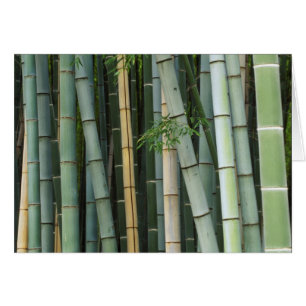 Asie, Japon, Kyoto, Arashiyama, Sagano, Bambou
