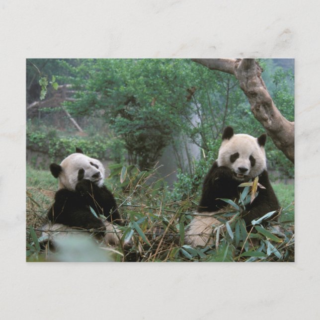 Asien, China, Chengdu. Giant Panda Sanctuary Postkarte (Vorderseite)