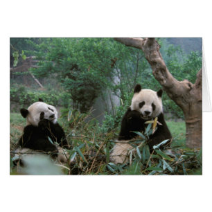 Asien, China, Chengdu. Riesige Pandas-Anlage