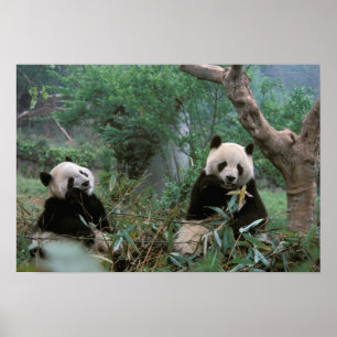Asien, China, Chengdu. Riesige Pandas-Anlage Poster