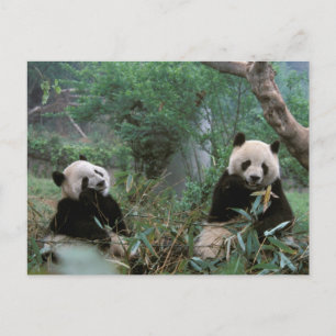 Asien, China, Chengdu. Riesige Pandas-Anlage Postkarte