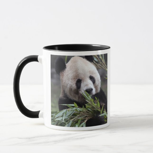 Asien, China Chongqing. Giant Panda Tasse (Links)