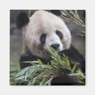 Asien, China Chongqing. Großer Panda Magnet