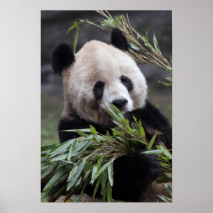 Asien, China Chongqing. Großer Panda Poster