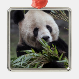 Asien, China Chongqing. Riesenpanda Silbernes Ornament