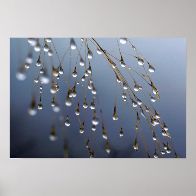 Asien, China | Huansan, Dewdrops Poster (Vorne)