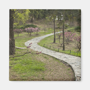 Asien, China, Peking. Frühjahrsblüten entlang Magnet