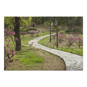 Asien, China, Peking. Frühlingsblüten entlang Fotodruck