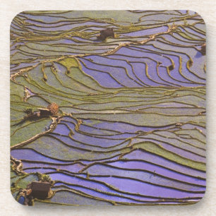 Asien, China, Provinz Yunnan, Yuanyang. überflutet Getränkeuntersetzer