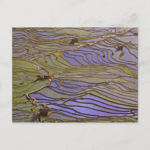 Asien, China, Provinz Yunnan, Yuanyang. Überschwem Postkarte