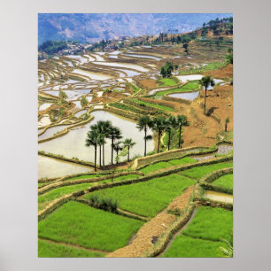 Asien, China, Yunnan, Honghe. Reisterrassen in der Poster