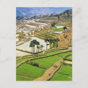 Asien, China, Yunnan, Honghe. Reisterrassen in der Postkarte