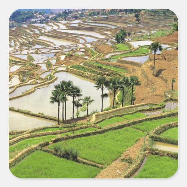 Asien, China, Yunnan, Honghe. Reisterrassen in der Quadratischer Aufkleber (Vorderseite)