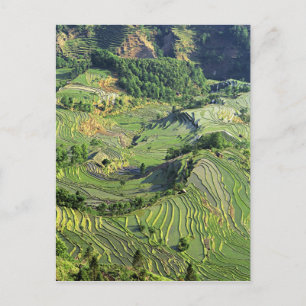 Asien, China, Yunnan, Yuanyang. Grünmuster Postkarte