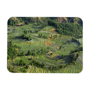 Asien, China, Yunnan, Yuanyang. Muster Grün 2 Magnet