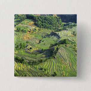 Asien, China, Yunnan, Yuanyang. Muster in Grün Button