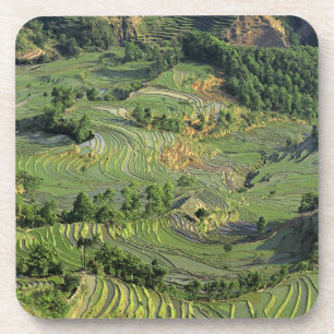 Asien, China, Yunnan, Yuanyang. Muster von Grün 2 Getränkeuntersetzer