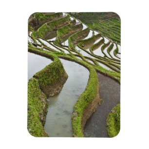 Asien, China, Yunnan, Yuanyang. Reis Magnet
