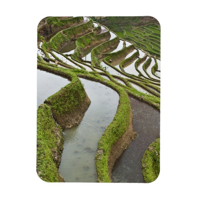 Asien, China, Yunnan, Yuanyang. Überlaufreis Magnet (Vertikal)
