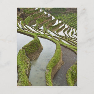 Asien, China, Yunnan, Yuanyang. Überlaufreis Postkarte