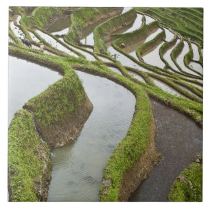 Asien, China, Yunnan, Yuanyang. Überschwemmter Rei Fliese