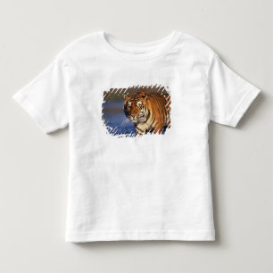 ASIEN, Indien, Bengal-Tiger Panthera tigris) Kleinkind T-shirt
