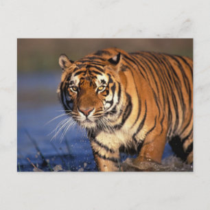 ASIEN, Indien, Bengal-Tiger Panthera tigris) Postkarte