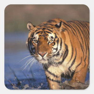 ASIEN, Indien, Bengal-Tiger Panthera tigris) Quadratischer Aufkleber