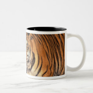ASIEN, Indien, Bengal-Tiger Panthera tigris) Zweifarbige Tasse
