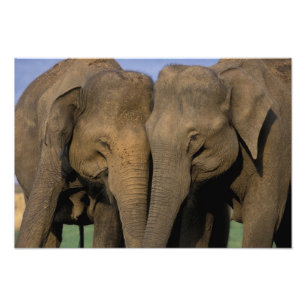 Asien, Indien, Nargahole Nationalpark. Indisch Fotodruck