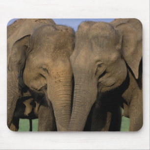 Asien, Indien, Nargahole Nationalpark. Indisch Mousepad