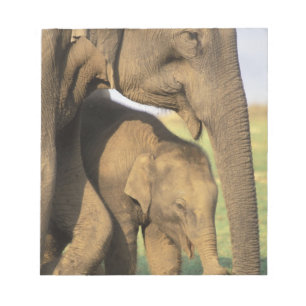 Asien, Indien, Nargahole-Nationalpark. Indisch Notizblock