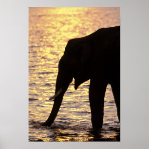 Asien, Indien, Nargahole Nationalpark. Indisch Poster