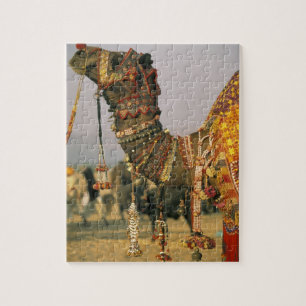 Asien, Indien, Pushkar. Kamel Shamu, Pushkar