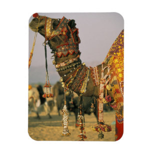Asien, Indien, Pushkar. Kamel Shamu, Pushkar Magnet