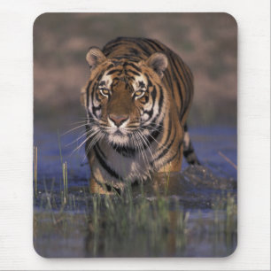 ASIEN, Indien Tiger beim Durchqueren des Wassers Mousepad