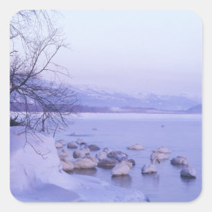 Asien, Japan, Hokkaido, Akan NP, Whopper Schwäne Quadratischer Aufkleber