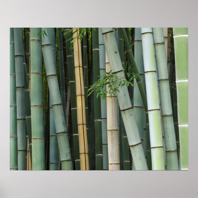 Asien, Japan, Kyoto, Arashiyama, Sagano, Bamboo Poster (Vorne)