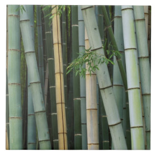 Asien, Japan, Kyoto, Arashiyama, Sagano, Bambus Fliese