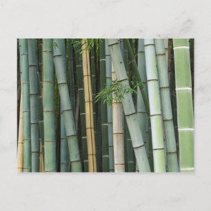 Asien, Japan, Kyoto, Arashiyama, Sagano, Bambus Postkarte