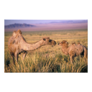 Asien, Mongolei, Gobi-Wüste, Große Gobi Fotodruck