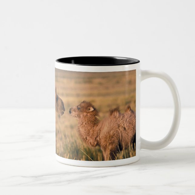 Asien, Mongolei, Wüste Gobi, Großer Gobi Zweifarbige Tasse (Rechts)