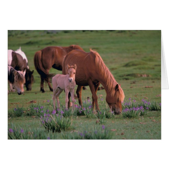 Asien, Mongolei, Wüste Gobi. Wilde Pferde (Vorderseite (Horizontal))