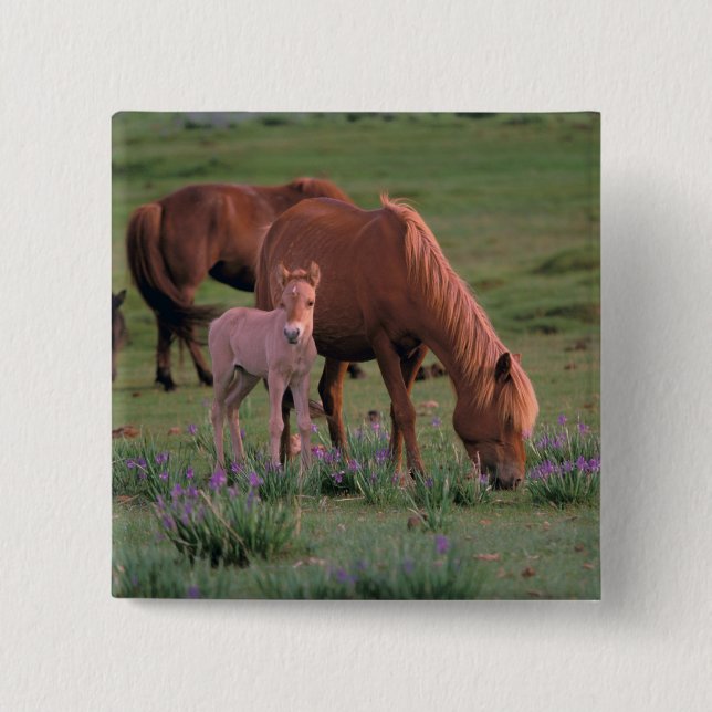 Asien, Mongolei, Wüste Gobi. Wilde Pferde Button (Vorderseite)