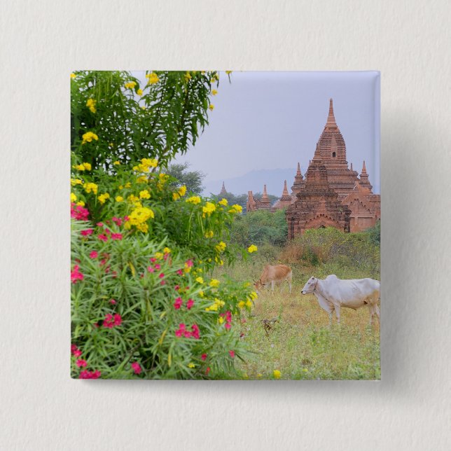 Asien, Myanmar (Birma), Bagan (Heide). Kühe Button (Vorderseite)