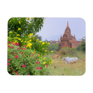Asien, Myanmar (Birma), Bagan (Heide). Kühe Magnet