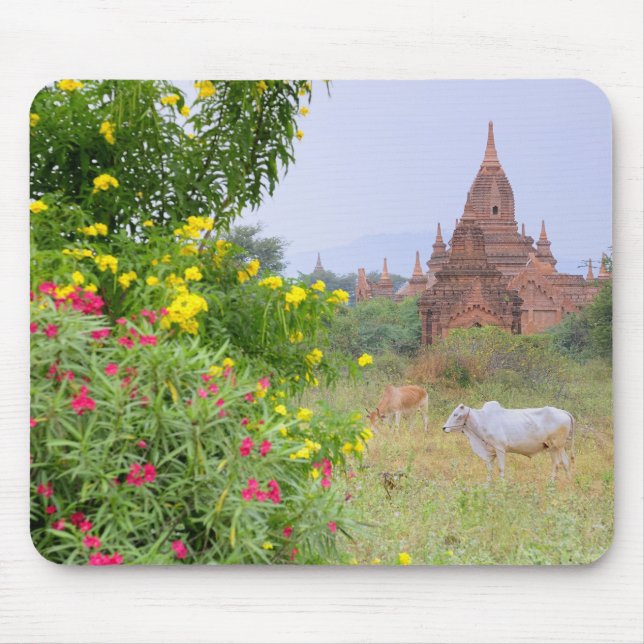 Asien, Myanmar (Birma), Bagan (Heide). Kühe Mousepad (Vorne)