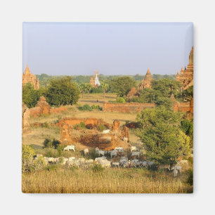 Asien, Myanmar (Birma), Bagan (Heide). Rinderpass Magnet