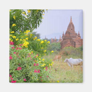 Asien, Myanmar (Birma), Bagan. Kühe Magnet