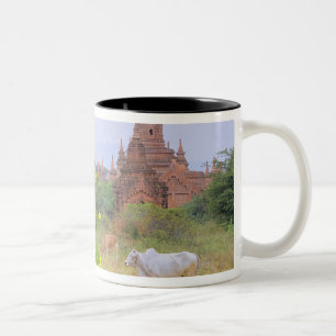 Asien, Myanmar (Birma), Bagan. Kühe Zweifarbige Tasse